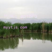 ɹ